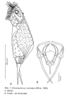 Encentrum uncinatum