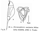 Encentrum uncinatum