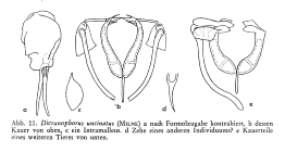 Encentrum uncinatum
