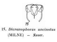 Encentrum uncinatum