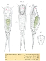 Encentrum uncinatum