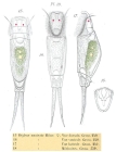 Encentrum uncinatum