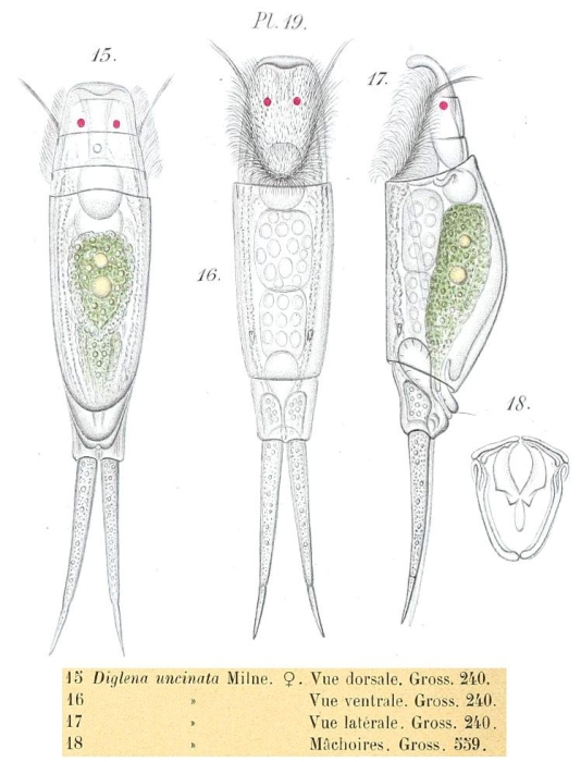 Encentrum uncinatum Encentrum uncinatum