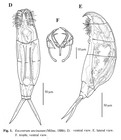 Encentrum uncinatum