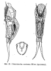 Encentrum uncinatum