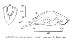 Encentrum uncinatum