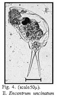 Encentrum uncinatum