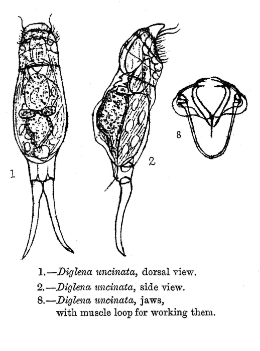 Encentrum uncinatum