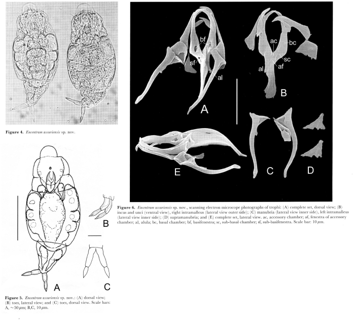 Encentrum ussuriensis - Original description image