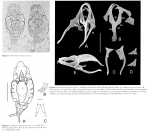 Encentrum ussuriensis