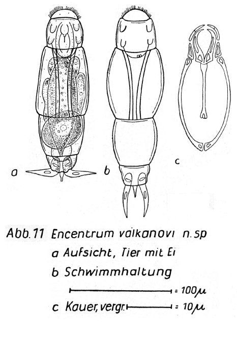 Encentrum valkanovi - Original description image