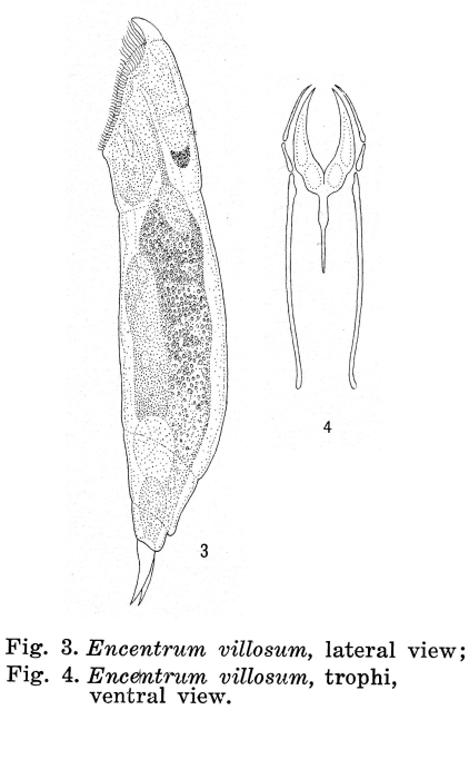 Encentrum villosum - Original description image