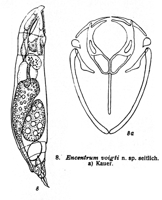 Encentrum voigti - Original description image