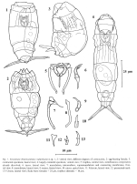 Encentrum walterkostei - Original description image