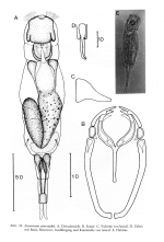 Encentrum wierzejskii - Original description image