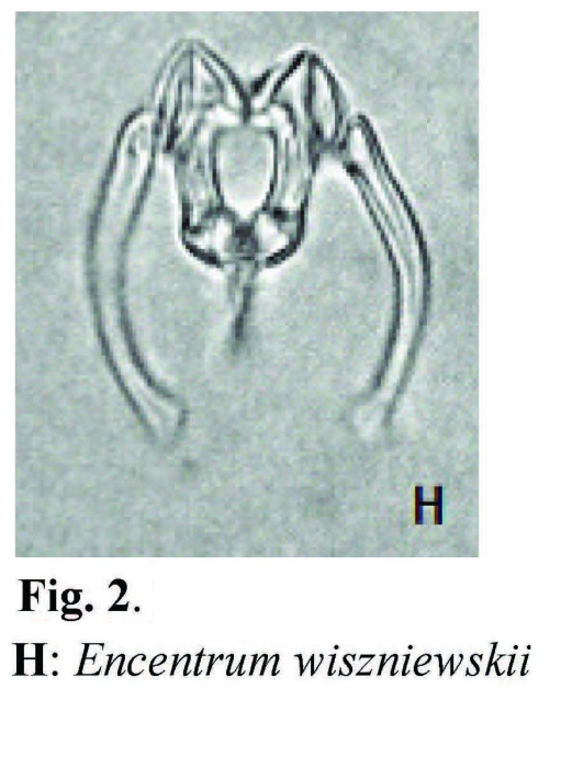 Encentrum wiszniewskii