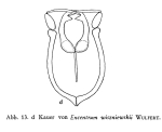Encentrum wiszniewskii