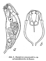 Encentrum wiszniewskii - Original description image