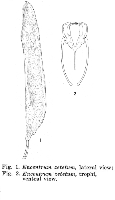 Encentrum zetetum - Original description image