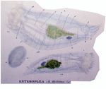 Enteroplea hydatina