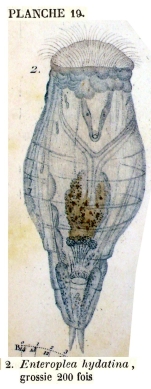 Enteroplea hydatina