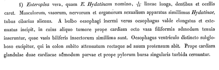 Enteroplea hydatina - Original description image