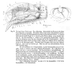 Enteroplea lacustris