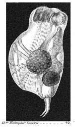 Enteroplea lacustris