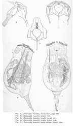 Enteroplea lacustris