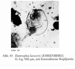 Enteroplea lacustris