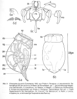 Enteroplea lacustris