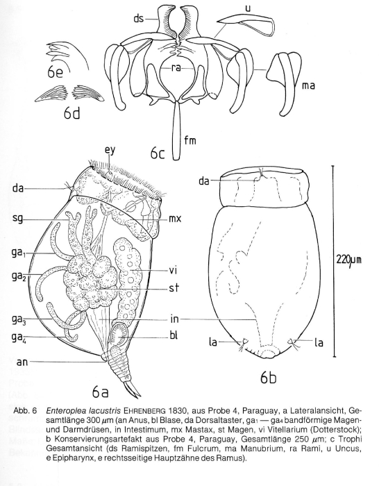 Enteroplea lacustris