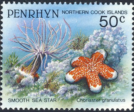Choriaster granulatus Choriaster granulatus