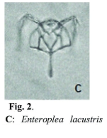 Enteroplea lacustris