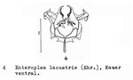Enteroplea lacustris