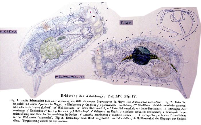 Enteroplea lacustris
