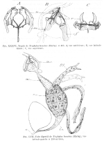 Enteroplea lacustris