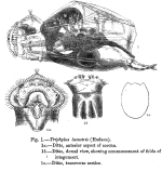 Enteroplea lacustris
