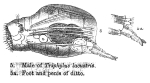 Enteroplea lacustris