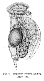 Enteroplea lacustris