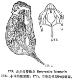 Enteroplea lacustris