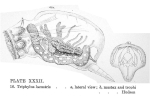 Enteroplea lacustris