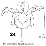 Enteroplea lacustris