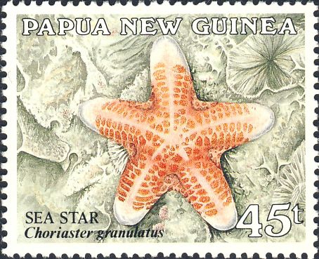 Choriaster granulatus Choriaster granulatus