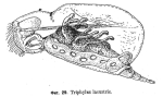 Enteroplea lacustris