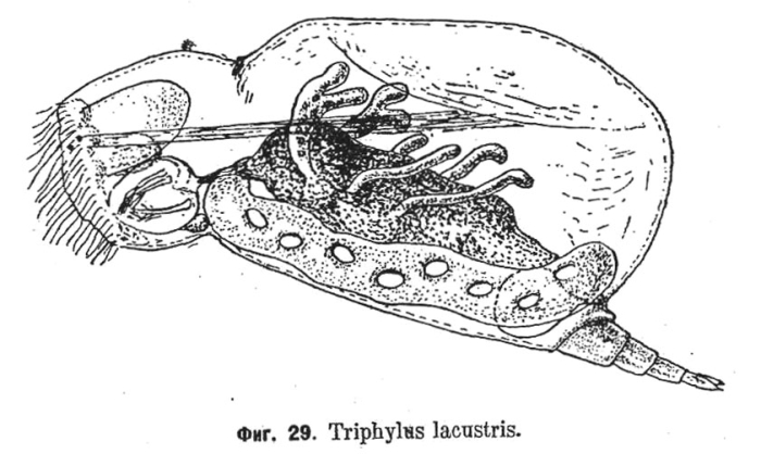 Enteroplea lacustris