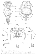Eosphora anthadis