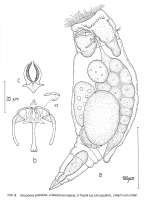 Eosphora anthadis