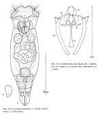 Eosphora anthadis