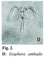 Eosphora anthadis